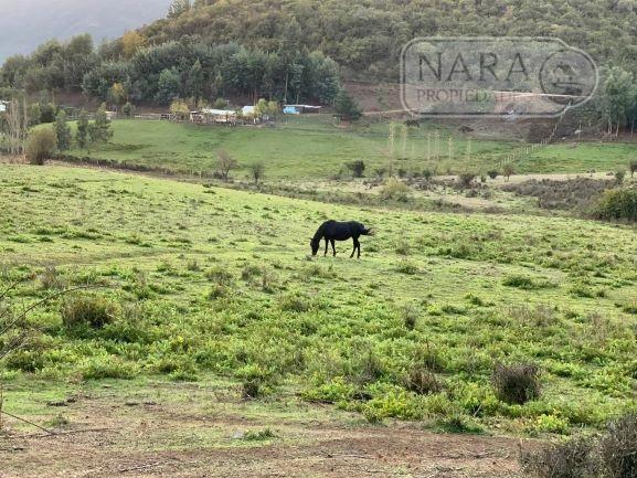 Se vende parcela agrícola 20,43 ha en la comuna de Pelarco